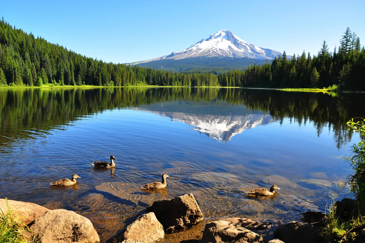 A serene exterior scene featuring a tranquil lake surrounded by trees, with a mountain rising in the background. Ducks float on the water, and the natural landscape is peaceful and inviting.